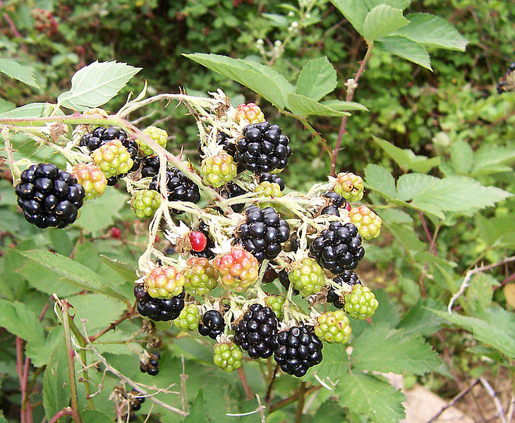 Bestand:Blackberry fruits10.jpg