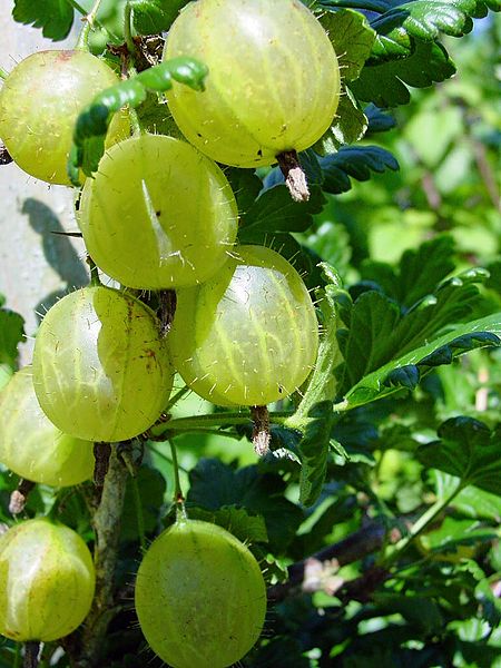 Bestand:Stachelbeeren.jpg