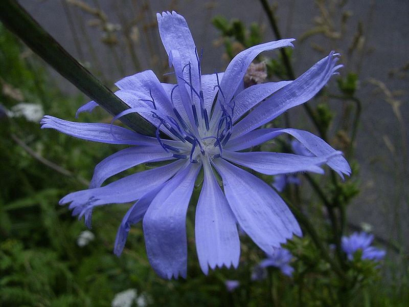 Bestand:CichoriumIntybus-bloem-kl.jpg