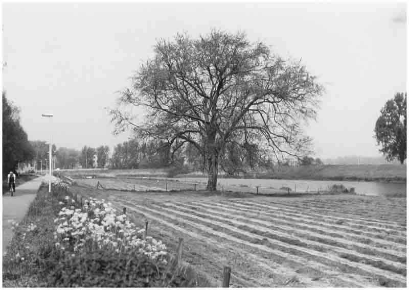 Bestand:13687 kalisboom.jpg