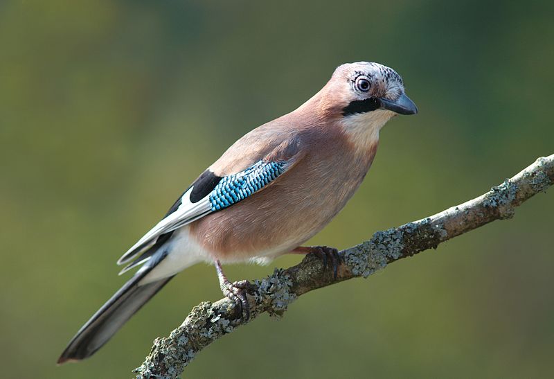 Bestand:Garrulus glandarius 1 Luc Viatour.jpg